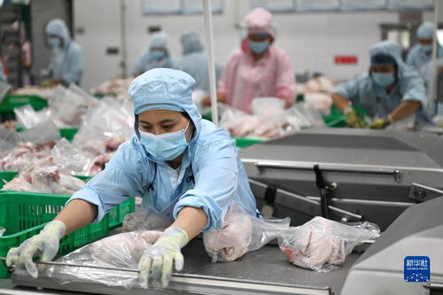 海南 文昌鸡造就 百亿产业